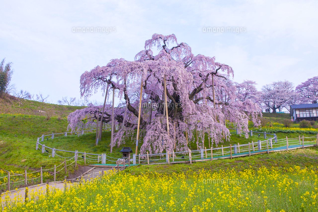 三春滝桜[02583003463]の写真・イラスト素材｜アマナイメージズ