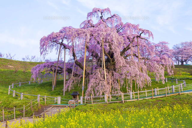 三春滝桜[02583003463]の写真・イラスト素材｜アマナイメージズ