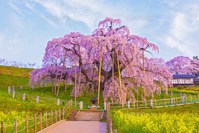 三春滝桜[02583003467]の写真・イラスト素材｜アマナイメージズ