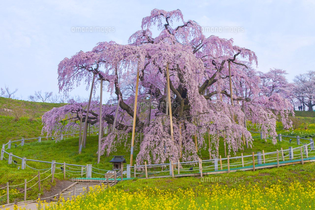 三春滝桜[02583003463]の写真・イラスト素材｜アマナイメージズ