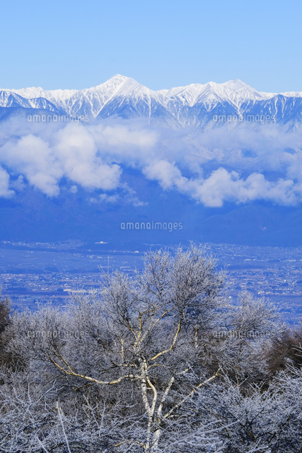高ボッチ高原から見た積雪の北アルプス常念岳と霧氷のついた白樺
