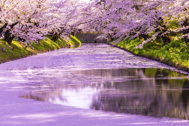青森県、弘前公園の西堀のライトアップされた花筏[02583007089]の写真