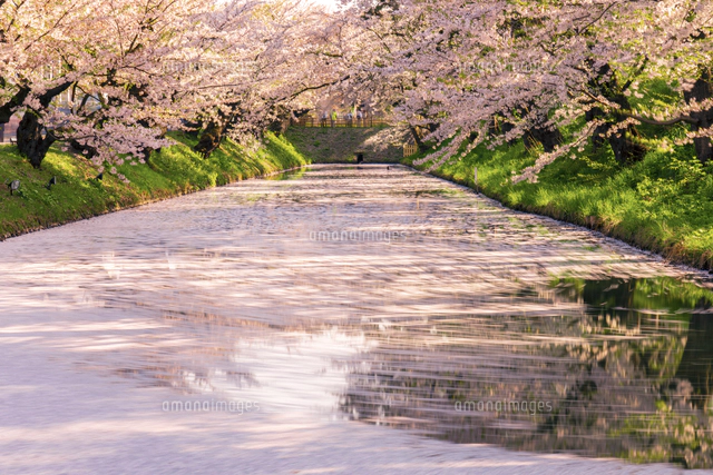 青森県、弘前公園の西堀のライトアップされた花筏[02583007089]の写真