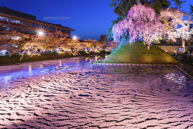 青森県、弘前公園の西堀のライトアップされた花筏[02583007089]の写真