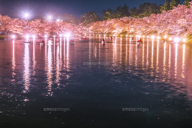 青森県、弘前公園の西堀のライトアップされた花筏[02583007089]の写真
