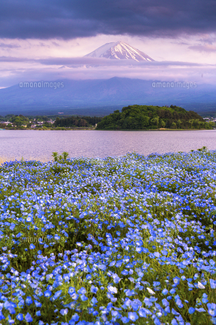 大石公園のネモフィラと河口湖に浮かぶ夕焼けの富士山[02583007170]の