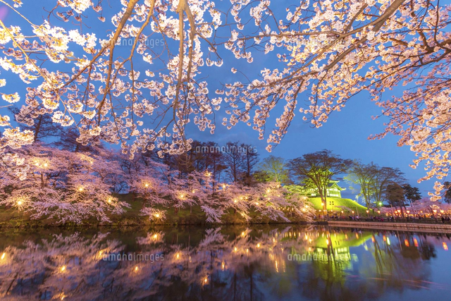 新潟県 高田公園夜景と濠に映る高田城三重櫓と夜桜[02583007475]の写真