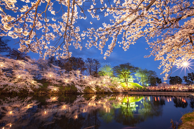 新潟県 高田公園夜景と濠に映る高田城三重櫓と夜桜[02583007475]の写真