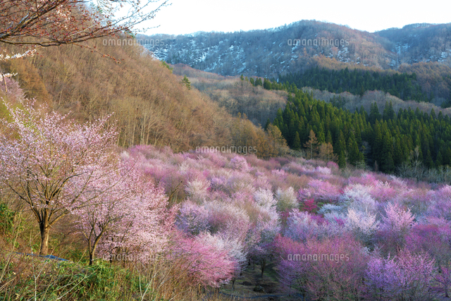 福島県 夕日を浴びる桜峠のオオヤマザクラ[02583007794]の写真