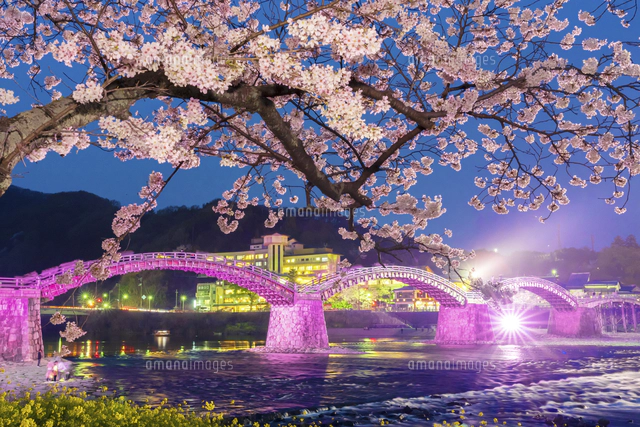 山口県 錦帯橋と錦川の流れとライトアップされた桜[02583007889]の写真