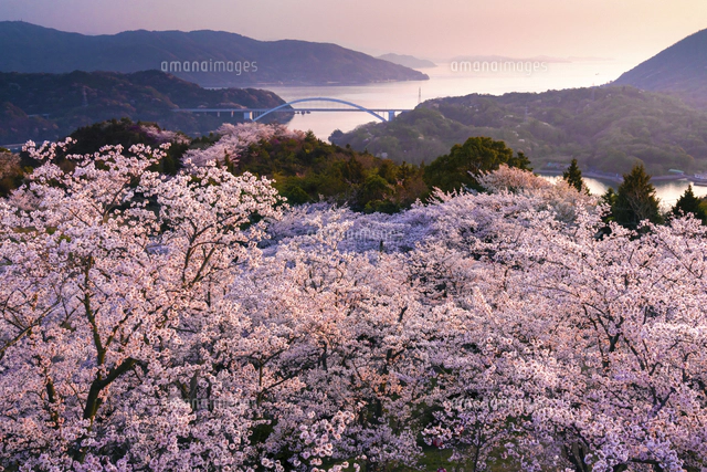 夕方桜 愛媛県 夕日を浴びる開山公園の桜と多々羅大橋[02583007893]の写真