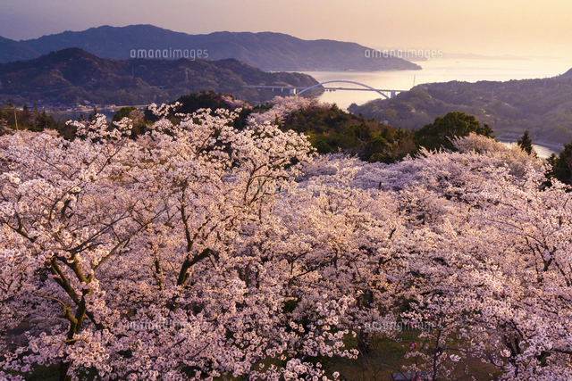 愛媛県 夕日を浴びる開山公園の桜と多々羅大橋[02583007893]の写真