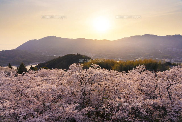 愛媛県 夕日を浴びる開山公園の桜と多々羅大橋[02583007893]の写真