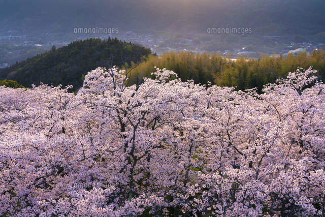 愛媛県 夕日に照らされる開山公園の展望台から見た桜と大三島方面