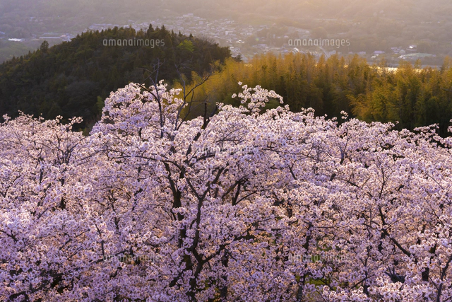 愛媛県 夕日を浴びる開山公園の桜と多々羅大橋[02583007893]の写真