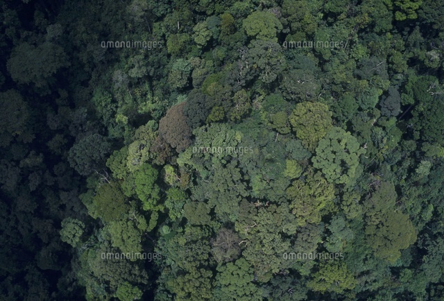 フタバガキが高く目立つ東南アジアの熱帯雨林 の写真素材 イラスト素材 アマナイメージズ