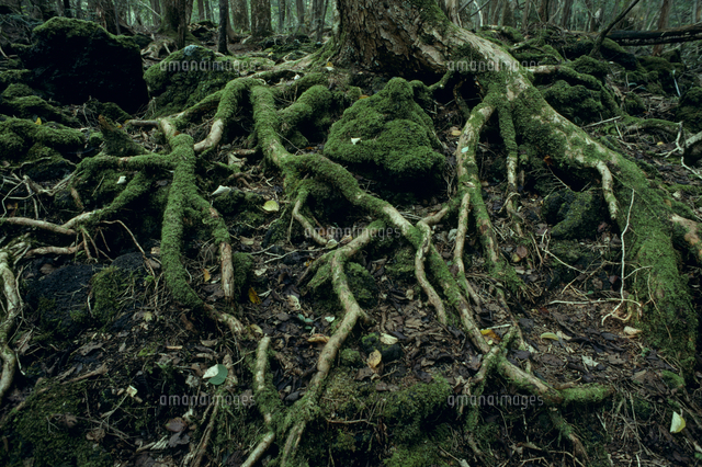 冬の青木ヶ原の岩を這う根っこ の写真素材 イラスト素材 アマナイメージズ