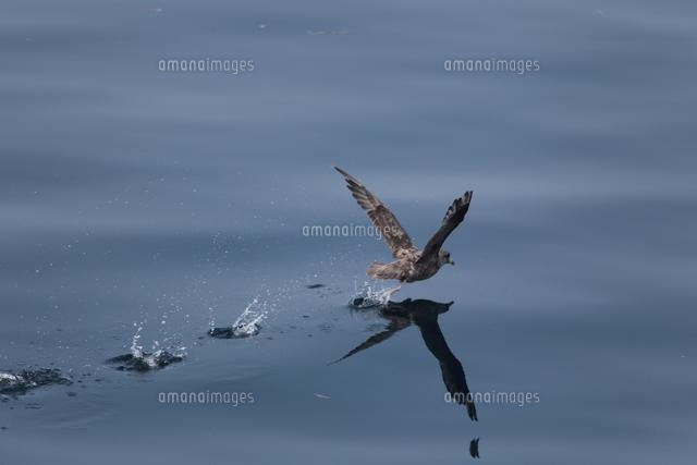フルマカモメ[02593000775]の写真素材・イラスト素材｜アマナイメージズ