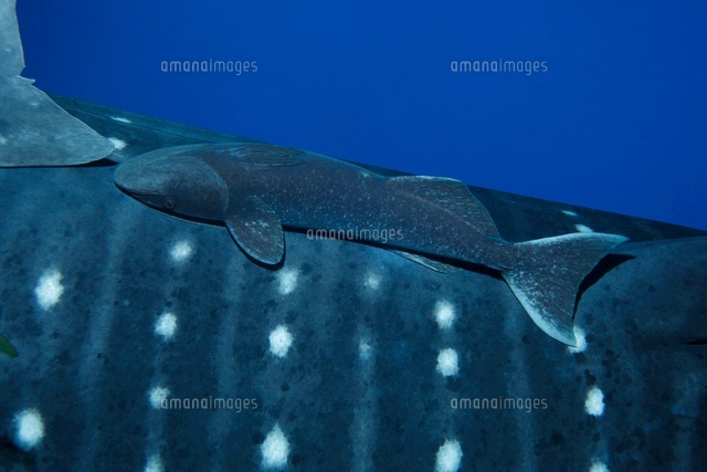 ジンベエザメにつくクロコバン の写真素材 イラスト素材 アマナイメージズ
