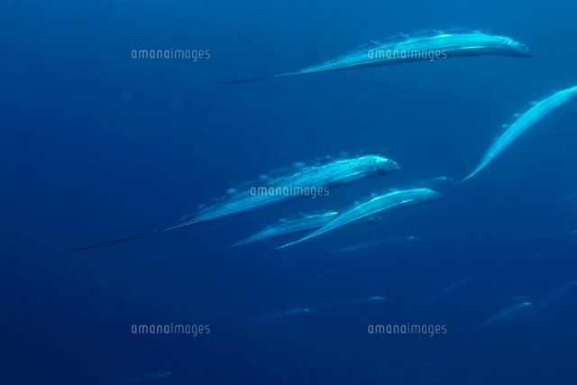 タチウオ の写真素材 イラスト素材 アマナイメージズ