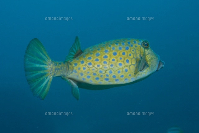 ハコフグの写真素材 ストックフォト アマナイメージズ