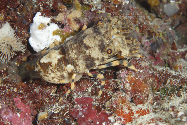 キタンヒメセミエビ の写真素材 イラスト素材 アマナイメージズ