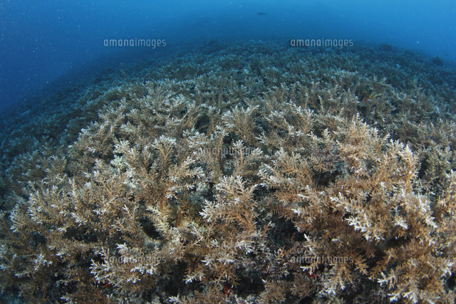 ツツミドリイシ Acropora (Dana, 1846) ツツユビミドリイシ Japan 