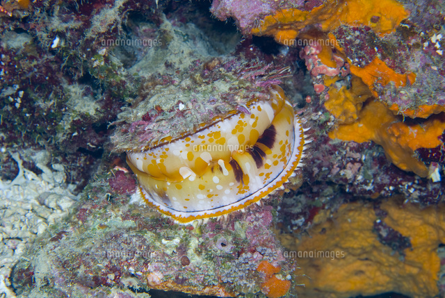 ミズイリショウジョウガイ[02599001528]の写真・イラスト素材｜アマナ