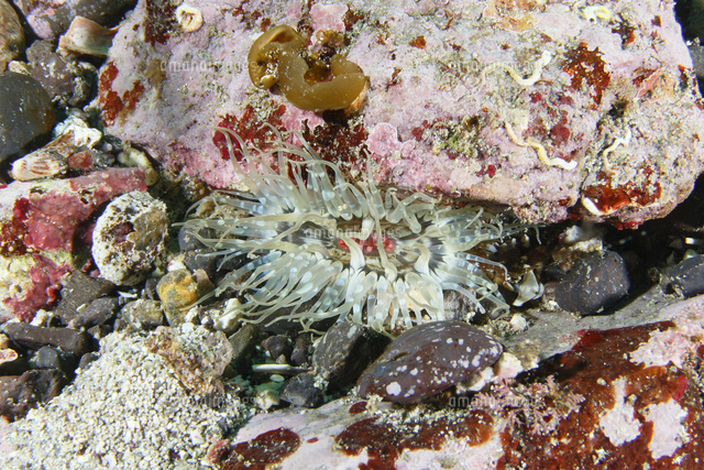 ヨロイイソギンチャク の写真素材 イラスト素材 アマナイメージズ