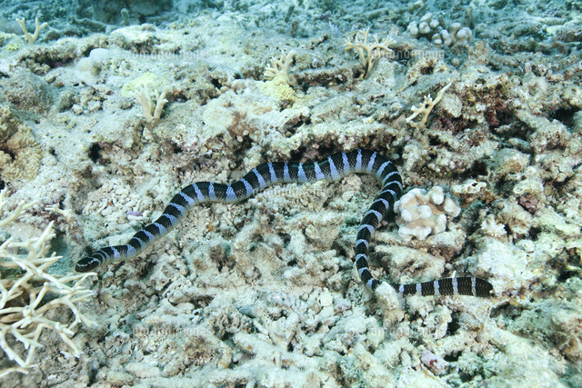 ヒロオウミヘビ[02599001613]の写真・イラスト素材｜アマナイメージズ