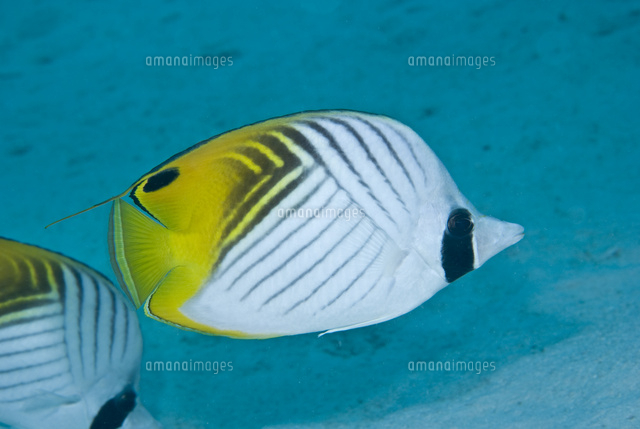 トゲチョウチョウウオ の写真素材 イラスト素材 アマナイメージズ