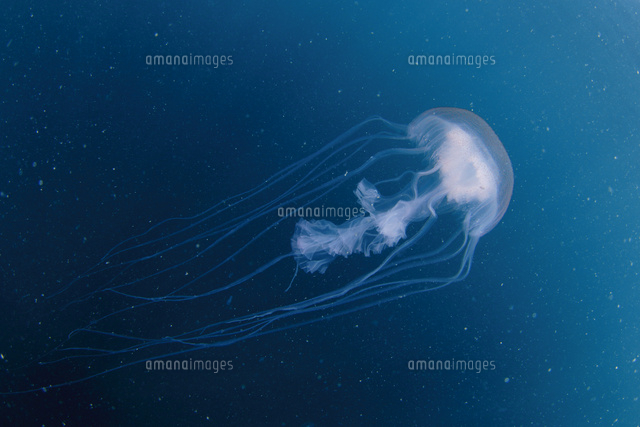 アマクサクラゲ の写真素材 イラスト素材 アマナイメージズ アマクサクラゲ の写真素材 イラスト素材 アマナイメージズ
