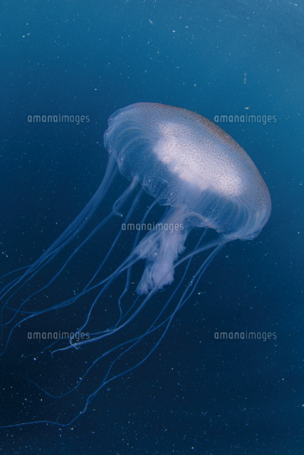 アマクサクラゲ の写真素材 イラスト素材 アマナイメージズ