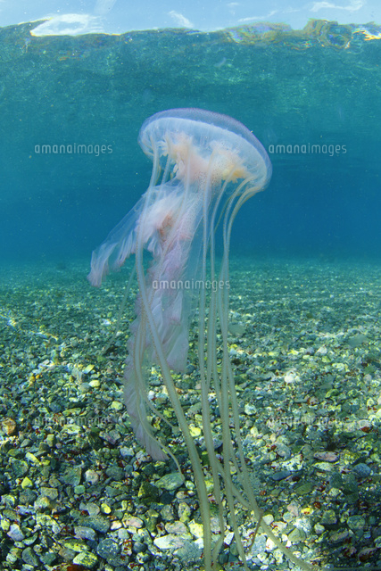 アマクサクラゲ の写真素材 イラスト素材 アマナイメージズ アマクサクラゲ の写真素材 イラスト素材 アマナイメージズ
