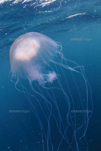 アマクサクラゲ の写真素材 イラスト素材 アマナイメージズ