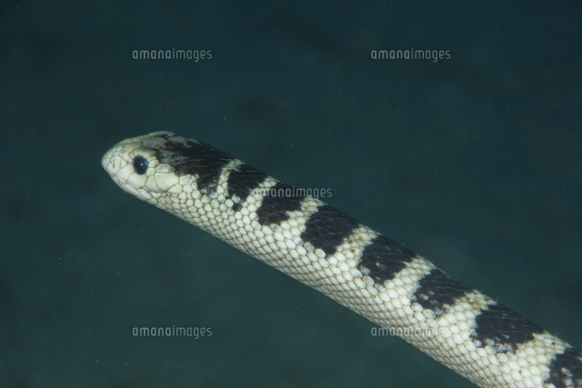 クロボシウミヘビ[02599002132]の写真・イラスト素材｜アマナイメージズ