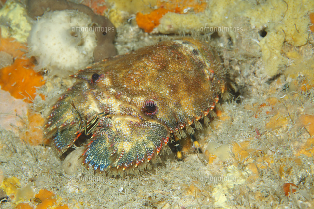 ゾウリエビ の写真素材 イラスト素材 アマナイメージズ
