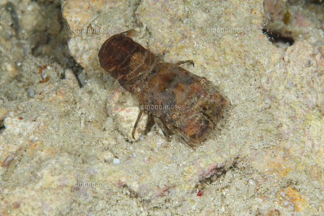 ツメナガヒメセミエビ の写真素材 イラスト素材 アマナイメージズ