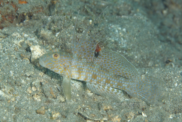 イトヒキインコハゼ の写真素材 イラスト素材 アマナイメージズ イトヒキインコハゼ の写真素材 イラスト素材 アマナイメージズ
