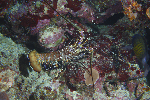 カノコイセエビ の写真素材 イラスト素材 アマナイメージズ