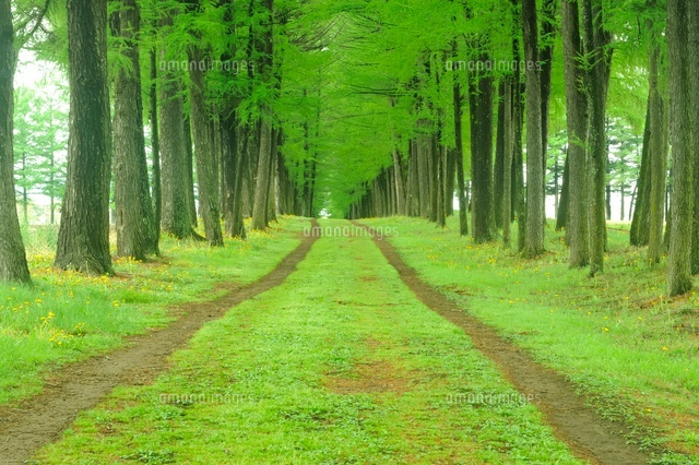 新緑の落葉松並木[02605000018]の写真・イラスト素材｜アマナイメージズ