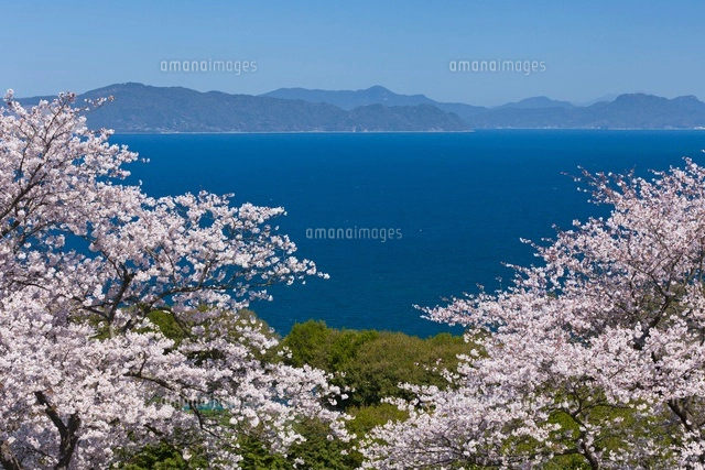 不知火海と桜咲く水俣チェリーライン[02616000041]の写真・イラスト