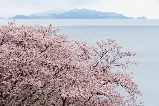 不知火海と桜咲く水俣チェリーライン[02616000041]の写真・イラスト