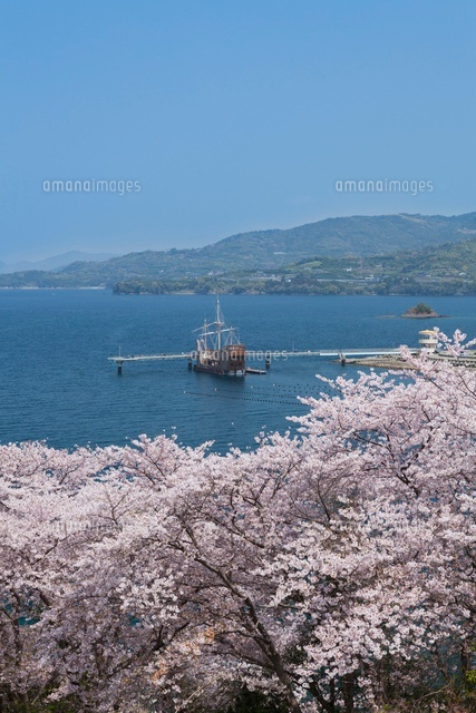 不知火海と桜咲く水俣チェリーライン[02616000041]の写真・イラスト