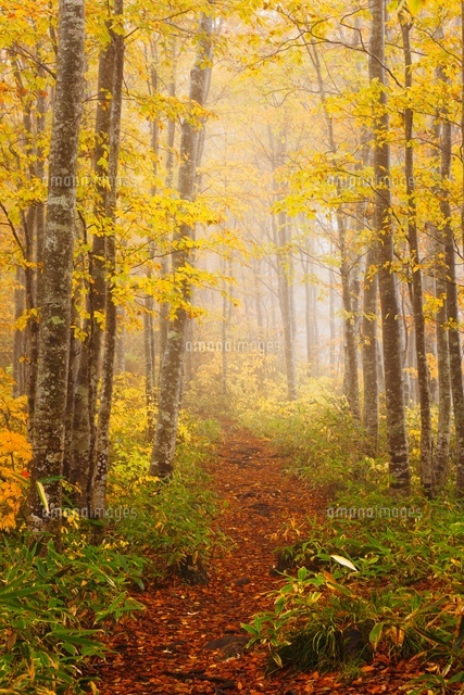 磐梯山ゴールドラインのブナ林紅葉 の写真素材 イラスト素材 アマナイメージズ