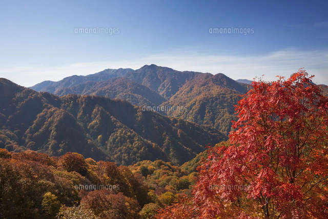 向白神岳と白神山地の紅葉[02616001093]の写真・イラスト素材