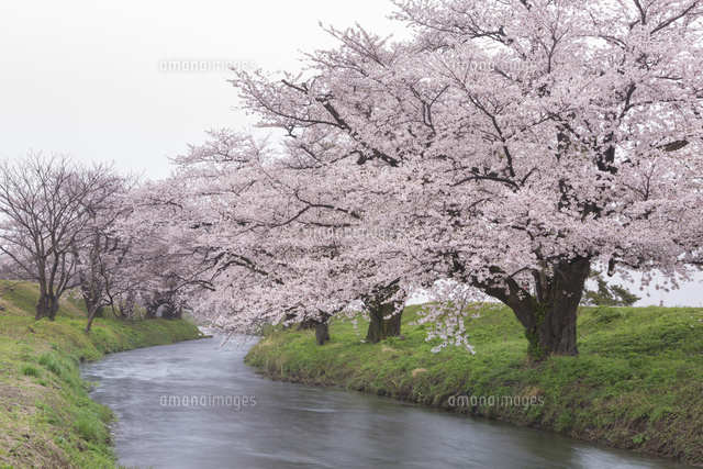小川と桜並木[02616002339]の写真・イラスト素材｜アマナイメージズ