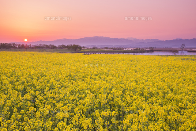 福島潟の菜の花と朝日 の写真素材 イラスト素材 アマナイメージズ