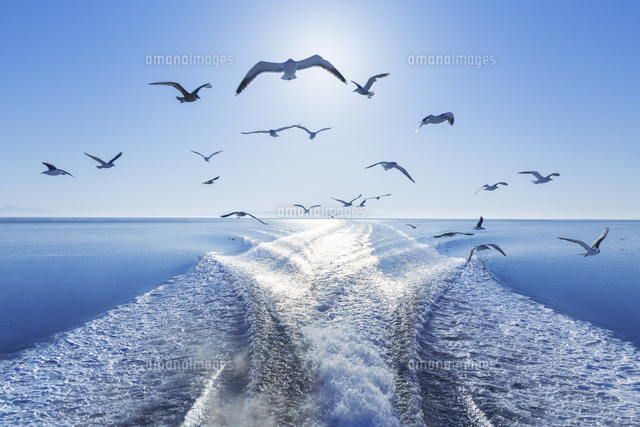 船を追うカモメ の写真素材 イラスト素材 アマナイメージズ 船を追うカモメ の写真素材 イラスト素材 アマナイメージズ