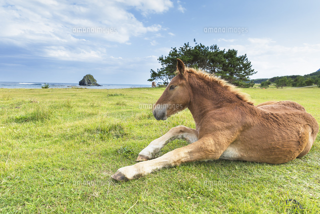 寒立馬の子馬 の写真素材 イラスト素材 アマナイメージズ